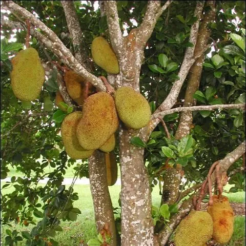thumbnail for publication: Jackfruit Growing in the Florida Home Landscape